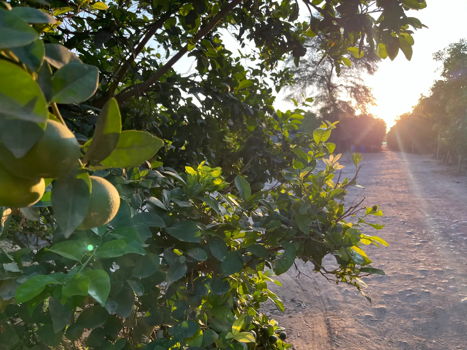 Manejo agronómico